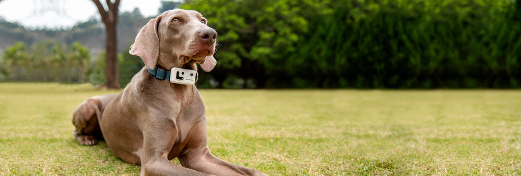 Pet Tracker With Multi-Positioning, Safety Fence, And Two-Way Voice Communication