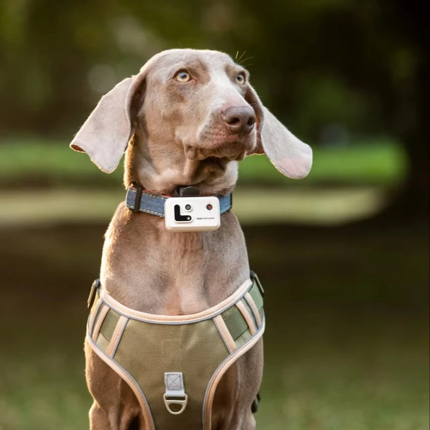 Pet Tracker With Multi-Positioning, Safety Fence, And Two-Way Voice Communication