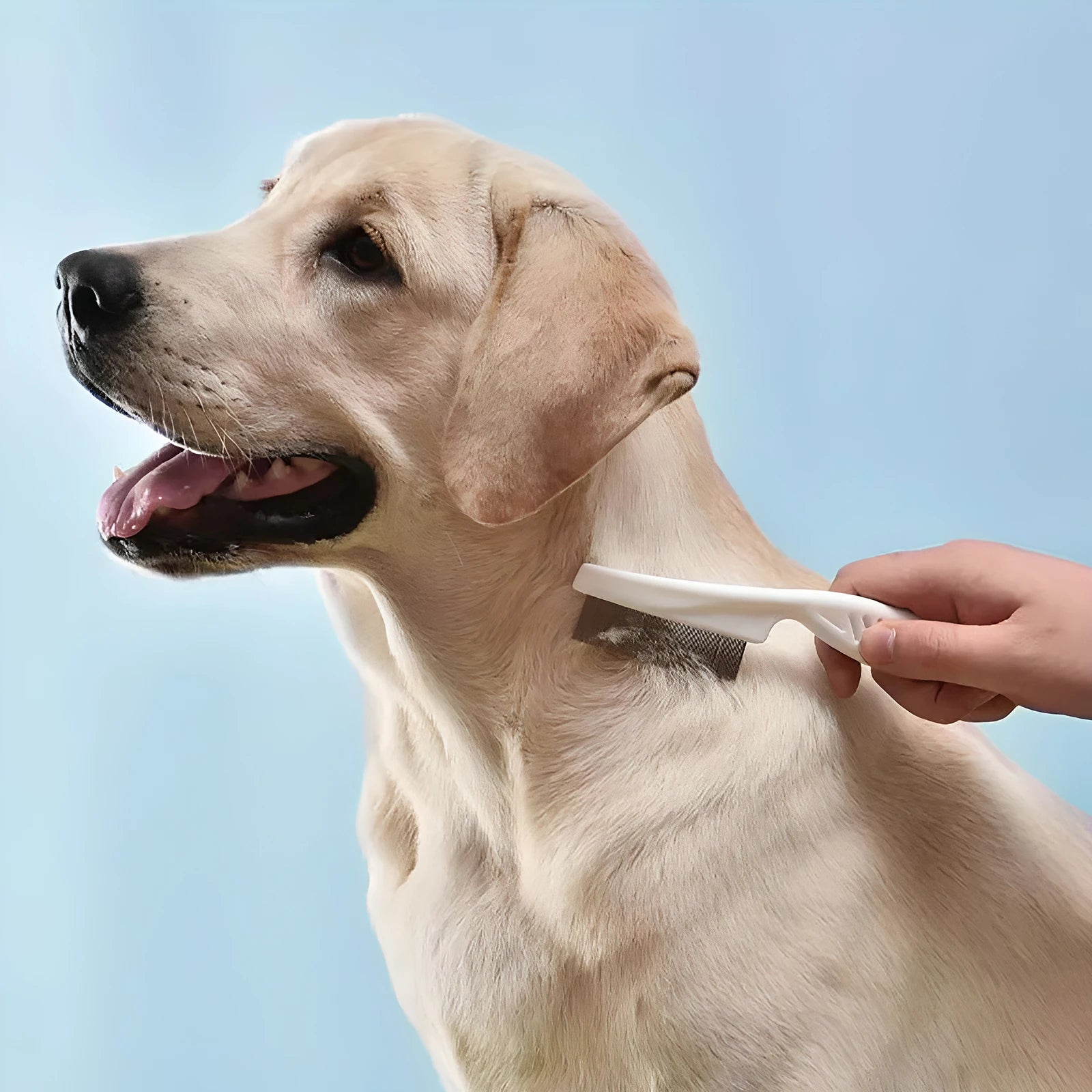4pcs Professional Pet Grooming Brush Kit Cat Brush fit Long and Short Hair Stainless Steel Comb for Dog Puppy Hair Care Supplies