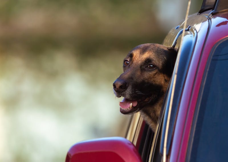 Waterproof dog car seat cover - non-slip hammock seat protector for dogs
