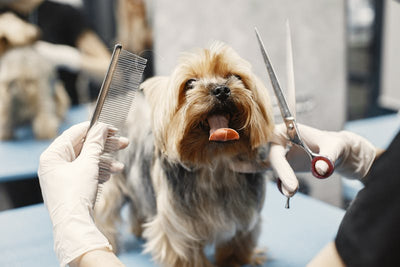Deshedding Grooming Glove | Reduce Shedding by 80%