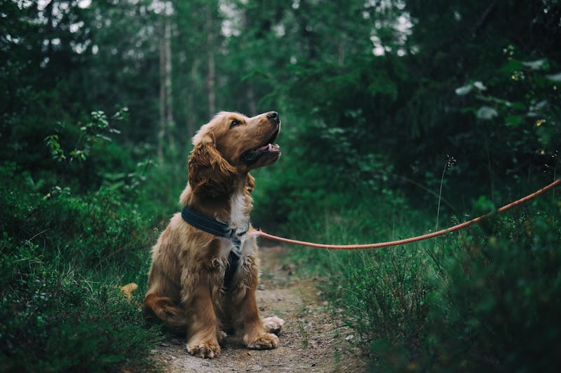 LED Rechargeable Dog Collar | Night-Time Safety & Visibility