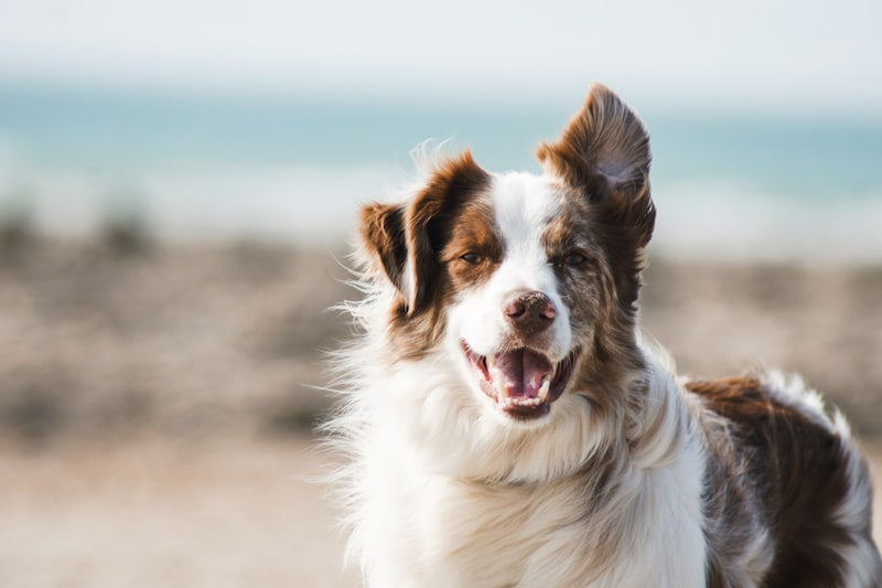 Relaxed dog using calming anxiety wrap