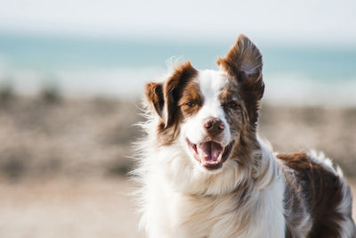 Cooling Mat for Dogs | Pressure-Activated Gel Technology