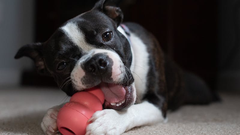 Interactive puzzle treat toy for dogs - mental enrichment brain game